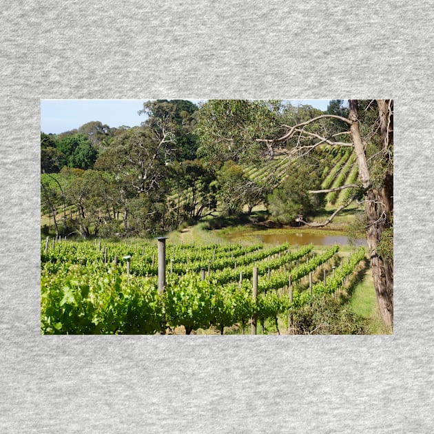 Vine Rows and Lilly Pond at Magpie Springs - Adelaide Hills - Fleurieu Peninsula by Avril Thomas by MagpieSprings